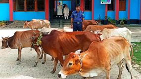 জৈন্তাপুরে ভারতীয় অবৈধ গরু- মহিষ মদ চিনি জব্দ