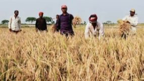 চার দিন পর রোদে স্বস্তি, হাওরের কৃষকদের ধান কাটা–শুকানোর ধুম
